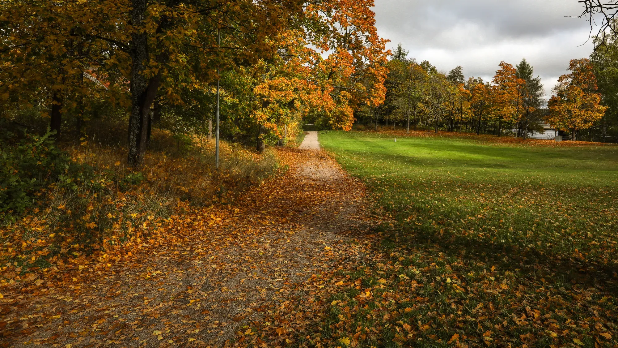 Lövtäckt stig genom höstgul skog intill en öppen gräsyta.